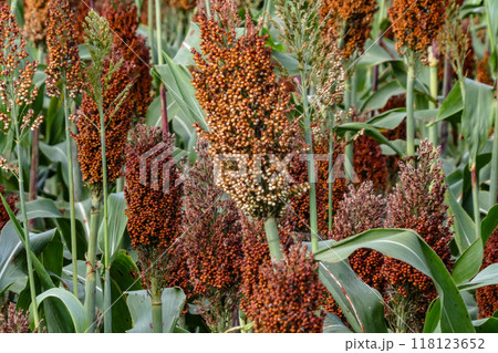 岩手県花巻市のモロコシ別名タカキビまたは、コーリヤン畑の実り 118123652