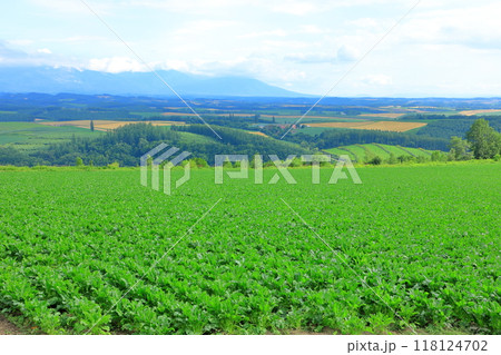 就実の丘から眺める田園風景 118124702