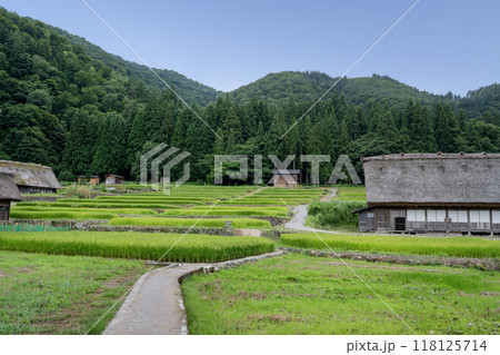 夏の白川郷／岐阜県 118125714