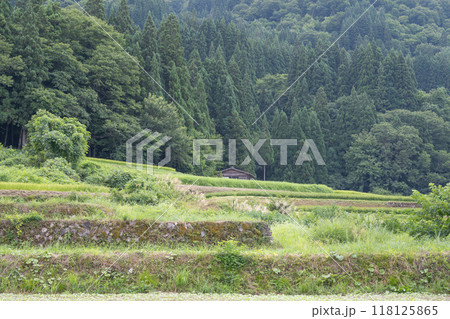 夏の白川郷／岐阜県 118125865