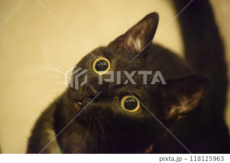 何かを見上げる黒猫 118125963