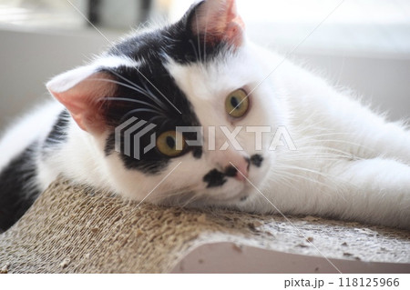 爪とぎで寛ぎながらこちらを見つめる白黒猫 118125966