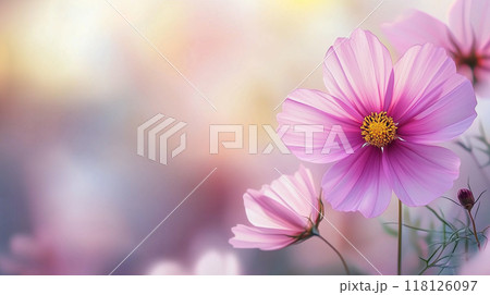 コスモスの花 118126097