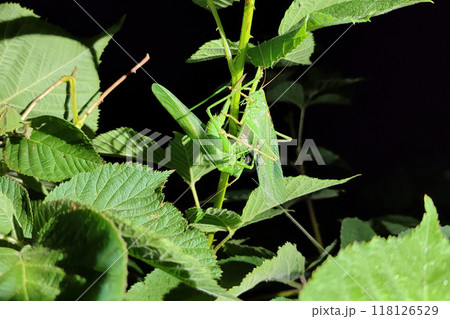 Cricket on a leaf. Night photography. Side view. High resolution photo. Cricket on a leaf. Night photography. Side view. High resolution photo. 118126529