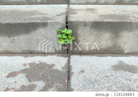 Sprout on concrete. A sprout makes its way through the concrete steps. 118126663