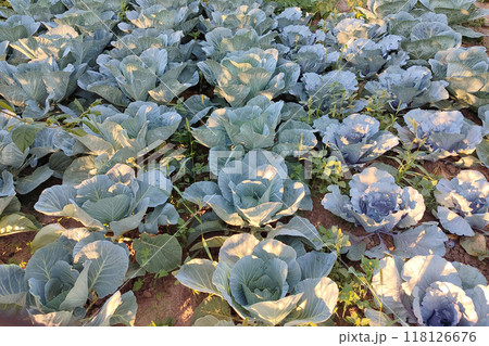 Field with cabbage. Cabbage growing in the field on garden area. 118126676