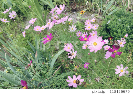 Cosmos flowers in a flowerbed. 118126679