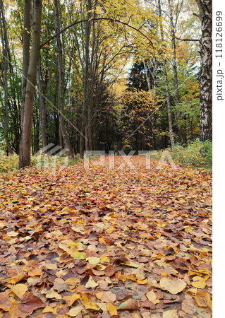 Road in the old park as nice autumn background. 118126699