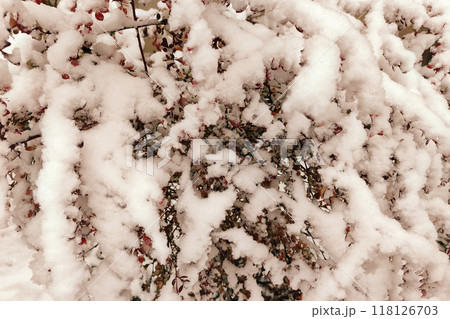 Winter graphically texture of snow covered bushes. First snow stuck on the branches of trees. Frost and cold day. Close-up. Texture for  Background. 118126703