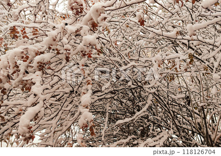 Winter graphically texture of snow covered bushes. First snow stuck on the branches of trees. Frost and cold day. Close-up. Texture for Background. Winter graphically texture of snow covered bushes. First snow stuck on the branches of trees. Frost and cold day. Close-up. Texture for Background. 118126704