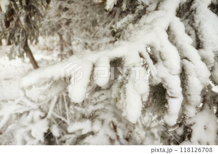 Winter graphically texture of snow covered bushes. First snow stuck on the branches of trees. Frost and cold day. Close-up. Texture for Background. Winter graphically texture of snow covered bushes. First snow stuck on the branches of trees. Frost and cold day. Close-up. Texture for Background. 118126708