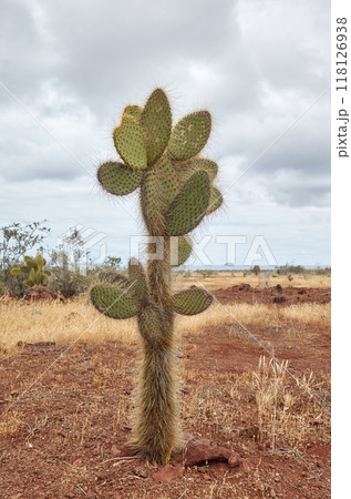 Photo of Opuntia echios, selective focus, Santa Cruz Island, Ecuador. Photo of Opuntia echios, selective focus, Santa Cruz Island, Ecuador. 118126938