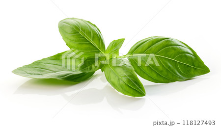 fresh green basil leaf 118127493