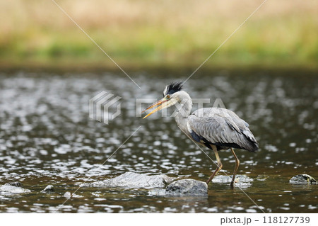 Grey Heron, Ardea cinerea, blurred grass in background. Heron in the forest lake. Animal in the nature habitat, hunting in the water. Grey Heron, Ardea cinerea, blurred grass in background. Heron in the forest lake. Animal in the nature habitat, hunting in the water. 118127739