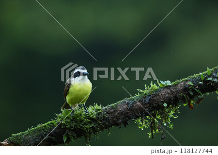 Great Kiskadee, Pitangus sulphuratus, bird from Costa Rica. Exotic tropical yellow tanager with white and black head 118127744