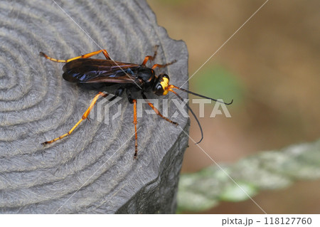 スギハラクモバチ(スギハラベッコウ) スギハラクモバチ(スギハラベッコウ) 118127760