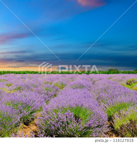 Lavender fields. Beautiful image of lavender field. Lavender fields. Beautiful image of lavender field. 118127818