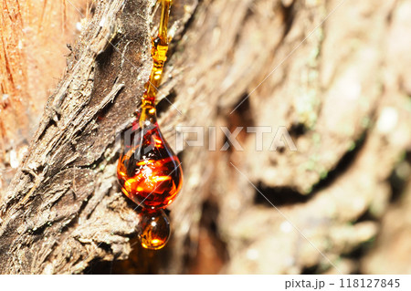 杉の樹液(ヤニ) 杉の樹液(ヤニ) 118127845