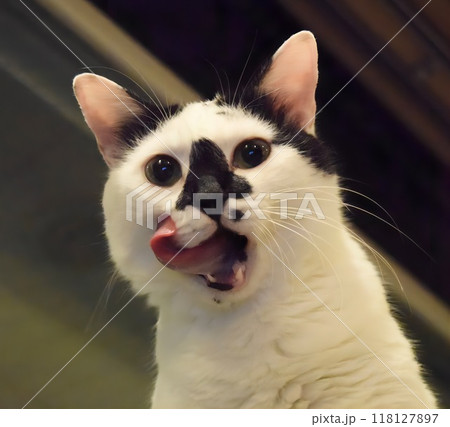 舌を出す白黒猫 118127897