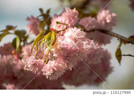 Sakura flowers blooming, spring seasonal Easter background Sakura flowers blooming, spring seasonal Easter background 118127990