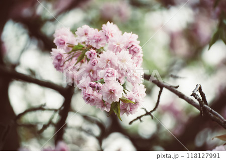 Sakura flowers blooming, spring seasonal Easter background Sakura flowers blooming, spring seasonal Easter background 118127991
