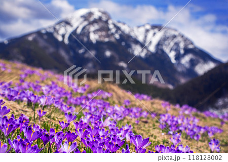 Dolina Chocholowska with blossoming purple crocuses or saffron flowers,Tatra mountains, Poland. 118128002
