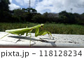 威嚇するカマキリ 118128234
