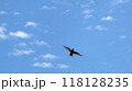 飛び立つ野鳥 118128235