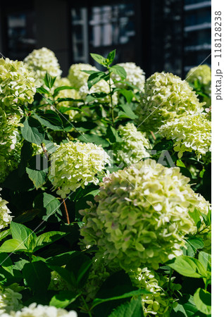 Hydrangea Flowers in the Garden Hydrangea Flowers in the Garden 118128238
