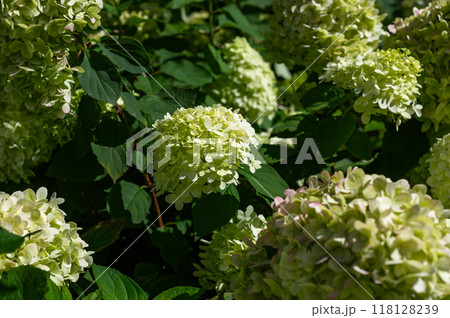 Hydrangea Flowers in the Garden 118128239