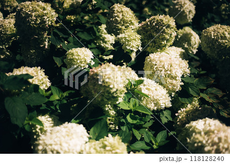 Hydrangea Flowers in the Garden 118128240