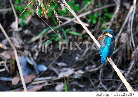 雨上がりの小川で見かけたカワセミ 118128287