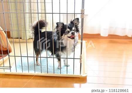犬用ケージの中で楽しそうにする犬 ロングコートチワワ 犬用ケージの中で楽しそうにする犬 ロングコートチワワ 118128661