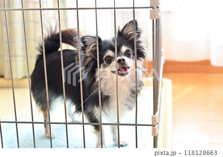 犬用ケージの中で楽しそうにする犬 ロングコートチワワ 犬用ケージの中で楽しそうにする犬 ロングコートチワワ 118128663