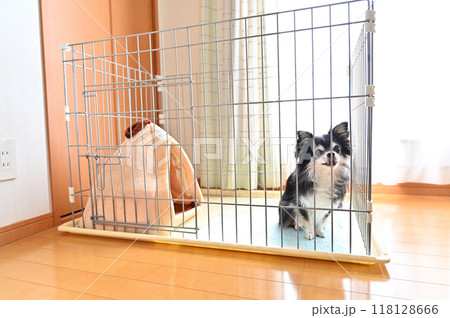 犬用ケージの中で楽しそうにする犬　ロングコートチワワ　 118128666
