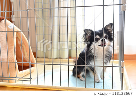 犬用ケージの中で楽しそうにする犬 ロングコートチワワ 犬用ケージの中で楽しそうにする犬 ロングコートチワワ 118128667