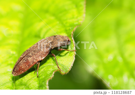 サビキコリ サビキコリ 118128687