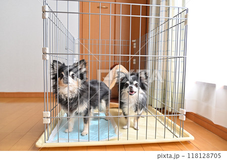 犬用ケージの中で楽しそうにする2匹の犬 ロングコートチワワ 犬用ケージの中で楽しそうにする2匹の犬 ロングコートチワワ 118128705