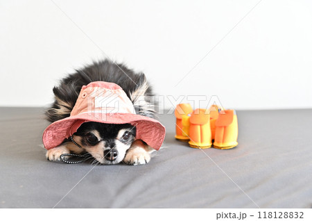 帽子をかぶった可愛いチワワと靴　 118128832