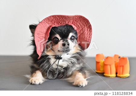 帽子をかぶった嬉しそうな可愛いチワワと靴　 118128834