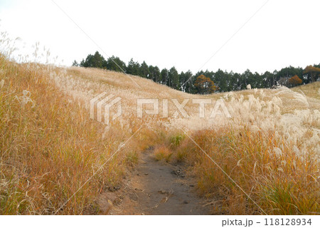 高く伸びるススキの穂と散歩道 118128934