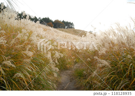 高く伸びるススキの穂と散歩道 118128935