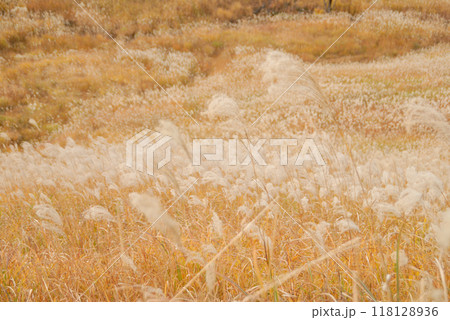 草原一面に広がるススキの穂 118128936