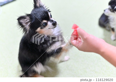飼い主からスイカをもらう嬉しそうなチワワ 飼い主からスイカをもらう嬉しそうなチワワ 118129020