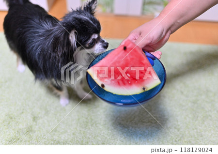 飼い主からスイカをもらう嬉しそうなチワワ 飼い主からスイカをもらう嬉しそうなチワワ 118129024
