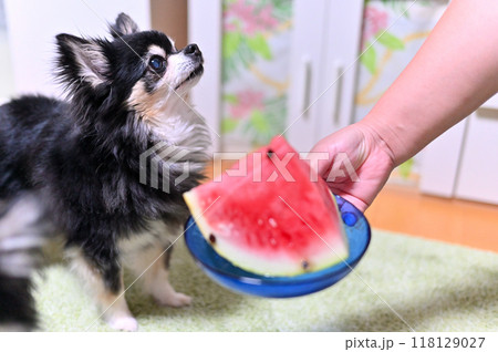 飼い主からスイカをもらう嬉しそうなチワワ　 118129027