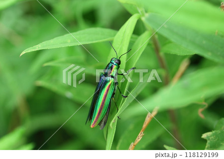 葉にとまるタマムシ 葉にとまるタマムシ 118129199