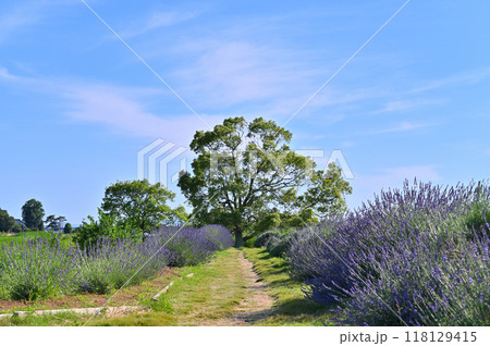 満開のラベンダー (埼玉県・久喜市・菖蒲町) 満開のラベンダー (埼玉県・久喜市・菖蒲町) 118129415