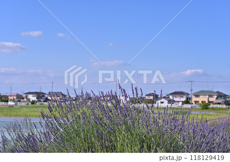 満開のラベンダー (埼玉県・久喜市・菖蒲町) 満開のラベンダー (埼玉県・久喜市・菖蒲町) 118129419