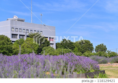 満開のラベンダー (埼玉県・久喜市・菖蒲町) 満開のラベンダー (埼玉県・久喜市・菖蒲町) 118129421